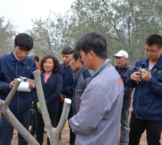 公司從產(chǎn)業(yè)鏈起始端著手，引進(jìn)良種優(yōu)苗，繁育基地苗圃，優(yōu)化樹(shù)種，以?xún)?yōu)質(zhì)的橄欖樹(shù)苗為生產(chǎn)特級(jí)初榨橄欖油提供基礎(chǔ)保障。在以自建萬(wàn)畝國(guó)家標(biāo)準(zhǔn)化油橄欖..