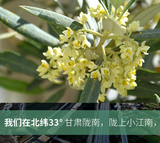 武都的氣候、土壤等與地中海沿岸極其相似，同處于世界頂級(jí)油橄欖黃金生產(chǎn)帶（32°58--33°36）年平均氣溫為14.7°，年日照時(shí)數(shù)1911..